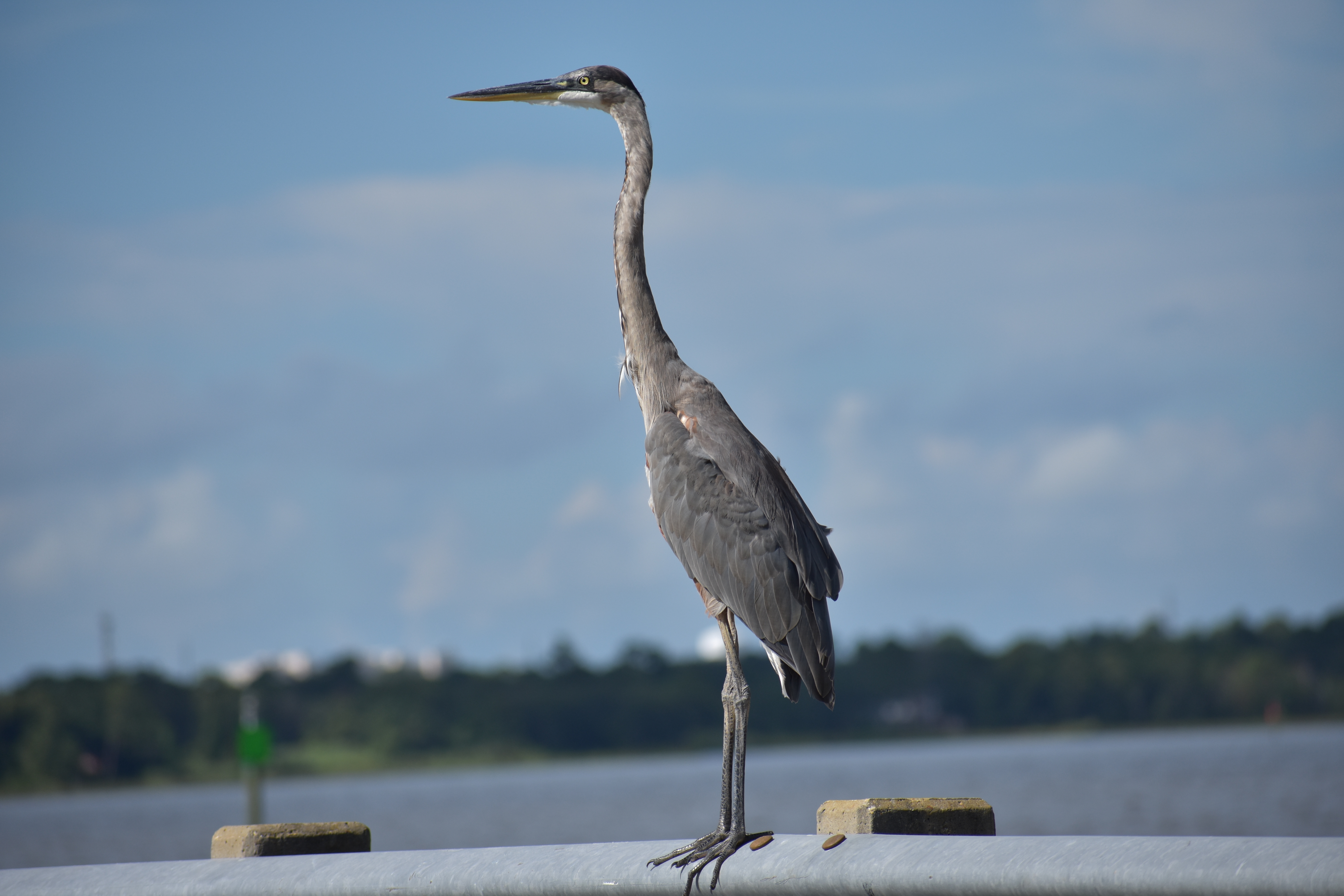 great blue heron standing on guardrail