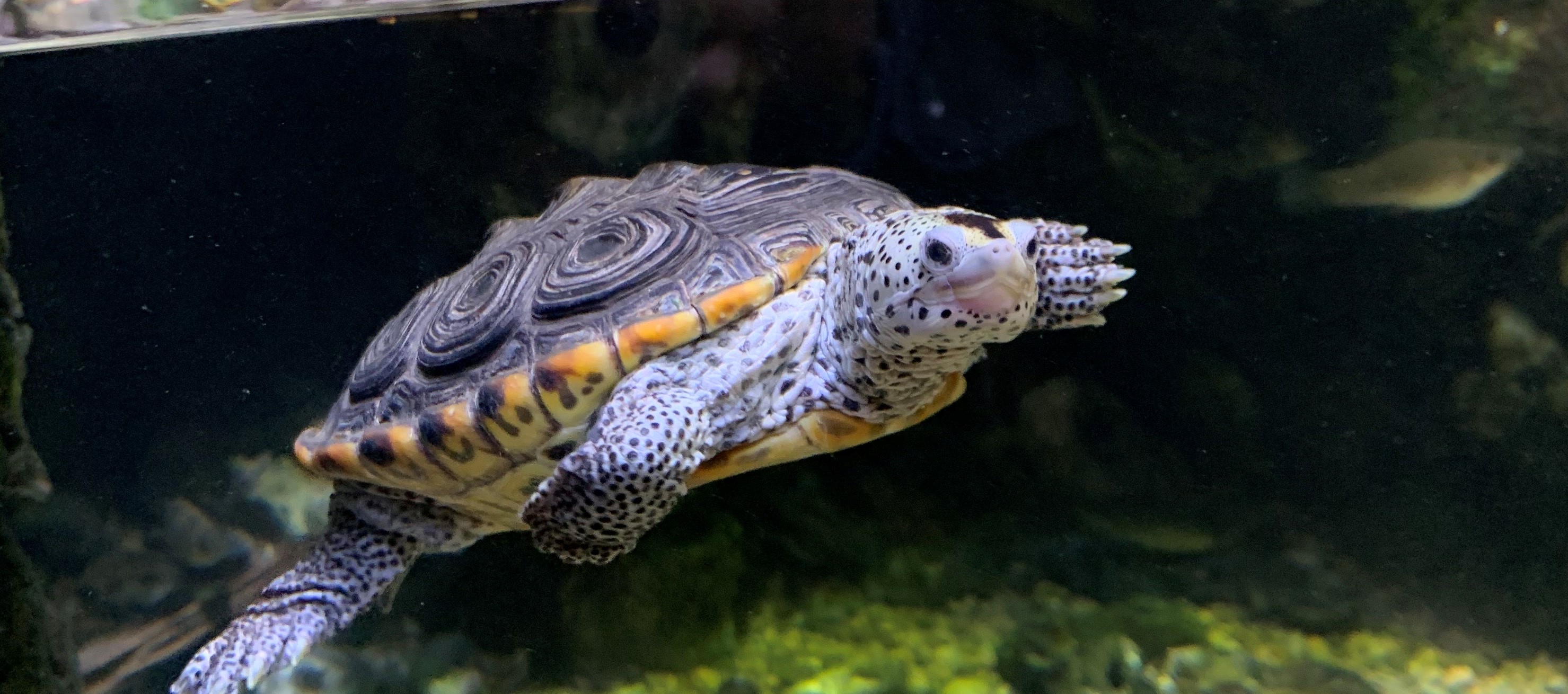 diamondback terrapin swimming