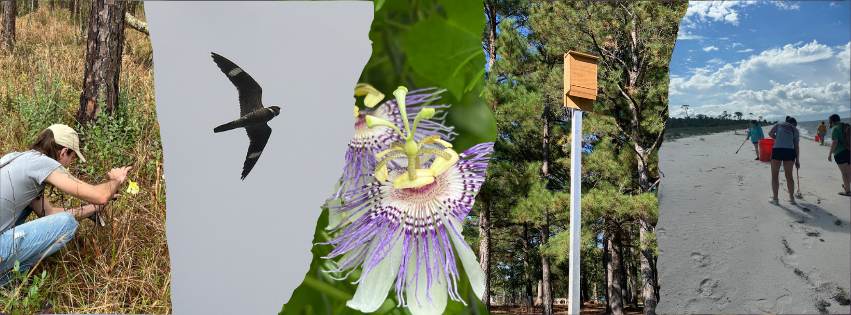 photos from left to right - gentleman looking at plants, nightjar flying, passion flower bloom, bat house on a pole, volunteers on the beach with buckets